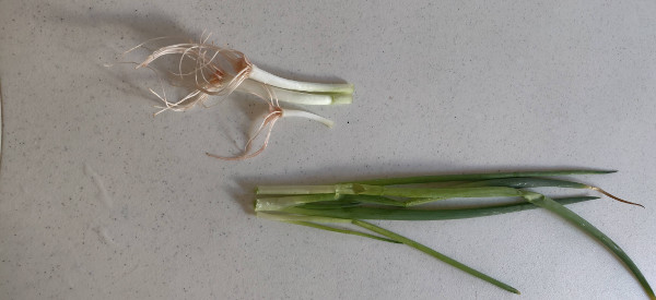 Regrow Your Food! - Green Onions - Jireh Provisions Homestead