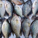 Cooler of fish. Successful day! Fish