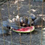 Guinea Hens Enjoying Watermelon Guinea Hens
