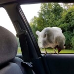 "What is she looking for?" Henrietta the chicken