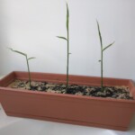 Gardening in our tub and patio Container Plants and Ginger Plant