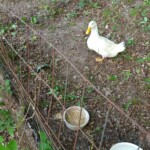 Mr Bubbles the Peking Duck Mr Bubbles the duck