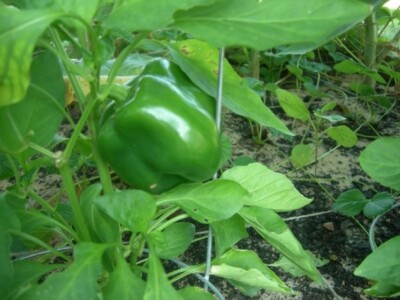 Green Bell Peppers