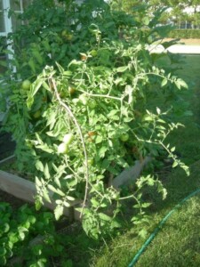 Tomatoes Going Wild