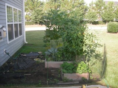 Square Foot Garden Growing