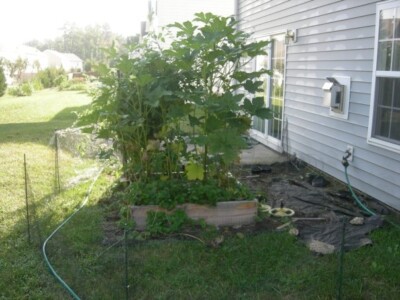 Okra and Strawberries