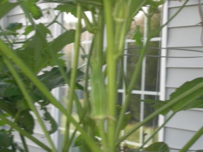 Okra Close-up