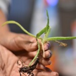 An aloe pup. Some are larger than this. Holding an Aloe Vera Pup