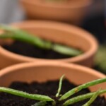 YAY Aloe! Potted Aloe Vera Pups