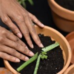 Probably the most loving and attention this plant will get. Potting An Aloe Vera Pup