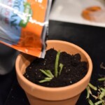 Give your pup enough soil to stand straight and grow deep roots. Pour Dirt Into the Pot of an Aloe Vera Pup