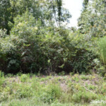 Where Our Driveway will Start