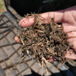Fresh compost! Compost in hand
