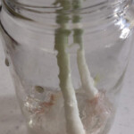 New green onion will grow from the center. This is not even a full 24 hours from the first cutting. Green onion growth day 1