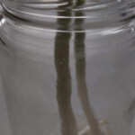 This is day two. Already the green onion is above the rim of the glass. By the end of the week, there may be enough to use again. Green onion growth day 2