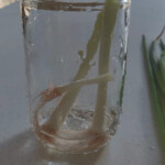 Place the root in fresh water every 1 -2 days green onion root in water