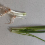 Cut and use the green part of the plant in various dishes. Save the white bulb to regrow. Green onion root cutting