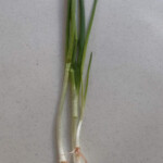 Organic whole green onions with roots. The root on some plants will be short. Don't worry, they will grow. green onion plant