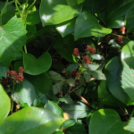 More berries... Wild blackberries