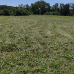 Shew! Look at that! Cut Pasture