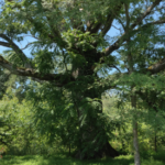 I call this tree the "Tree of Life". It's HUGE surrounded by soft grass. Huge Oak Tree and Meadow