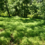 There's a meadow at the back of the property. So peaceful! Meadow
